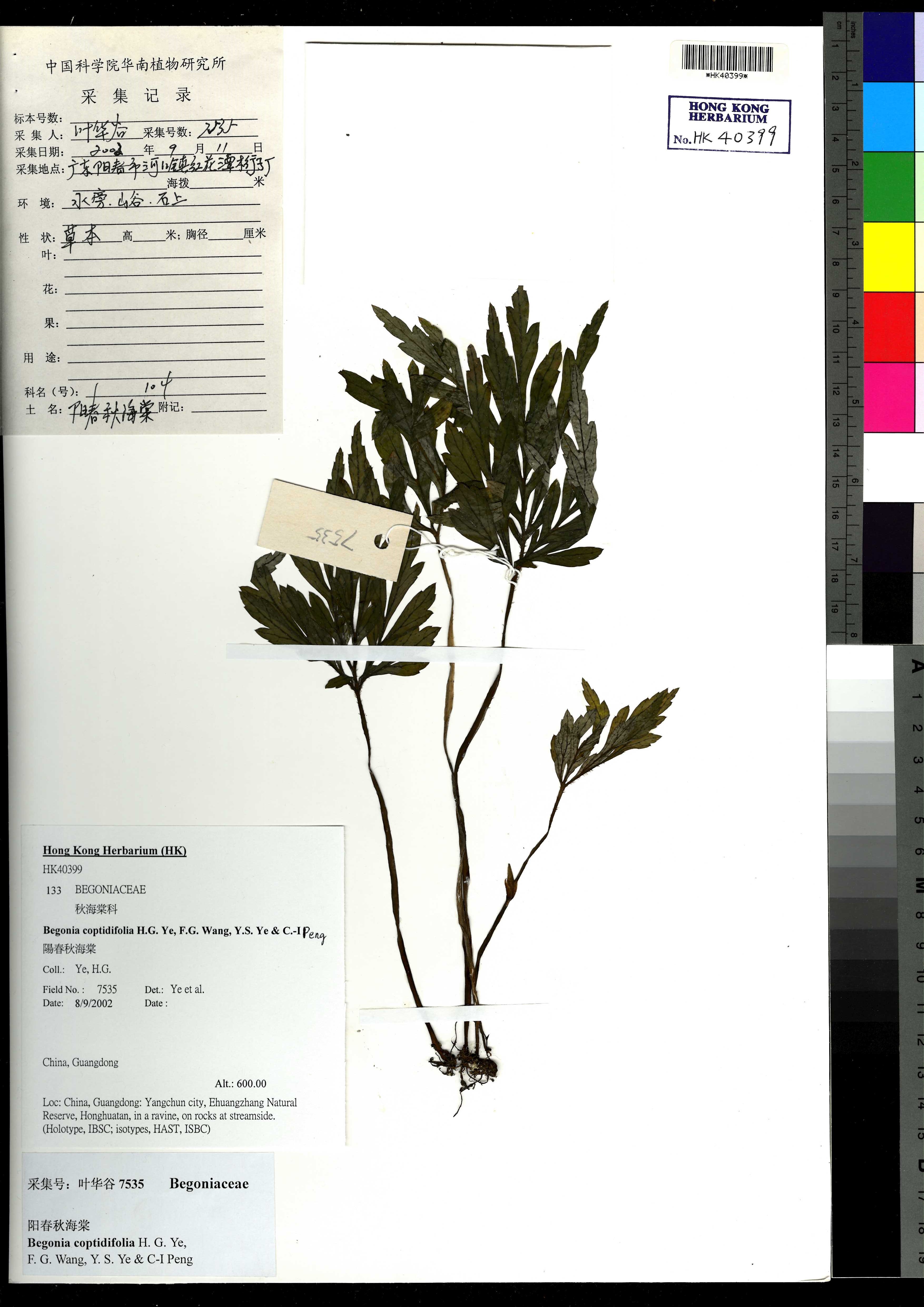  Begonia coptidifolia H.G. Ye, F.G. Wang, Y.S. Ye & C.-I Peng